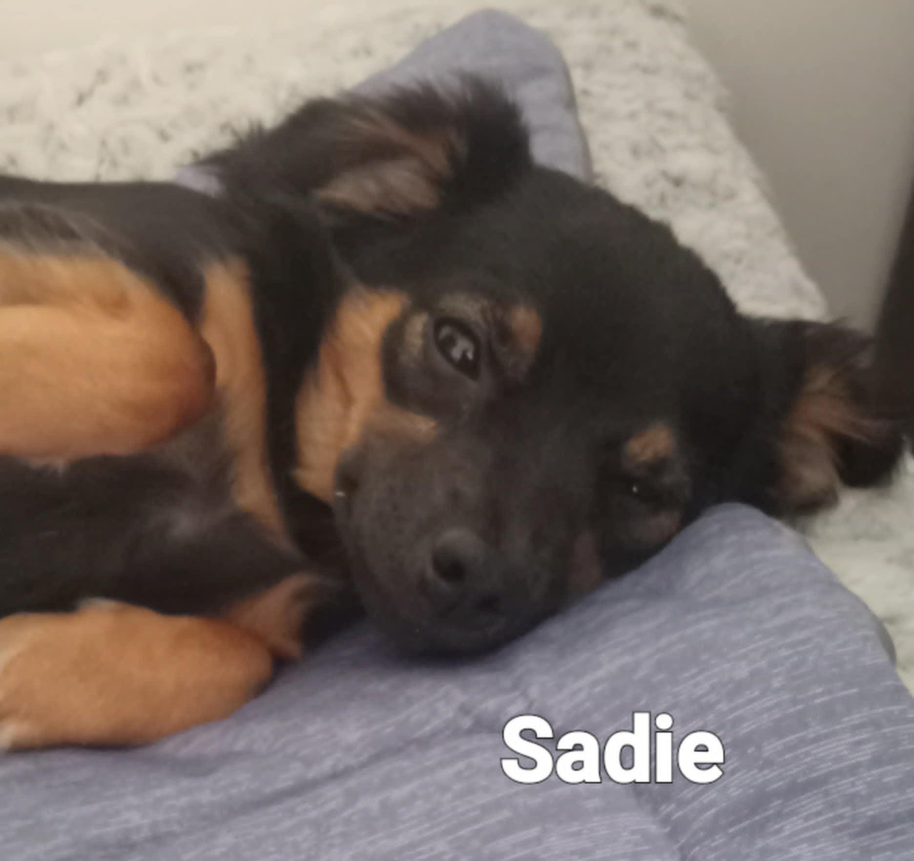 Sadie, an adopted mixed breed in Fulton, NY image 3/3