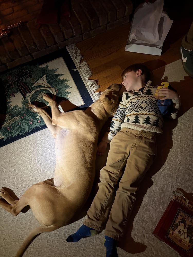 Grace, Adoptable, Young Female Labrador Retriever & Pit Bull Terrier.