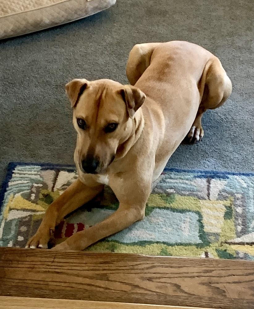 Enlarge Grace, a Adoptable mixed breed in Greenlawn, NY image 2/6