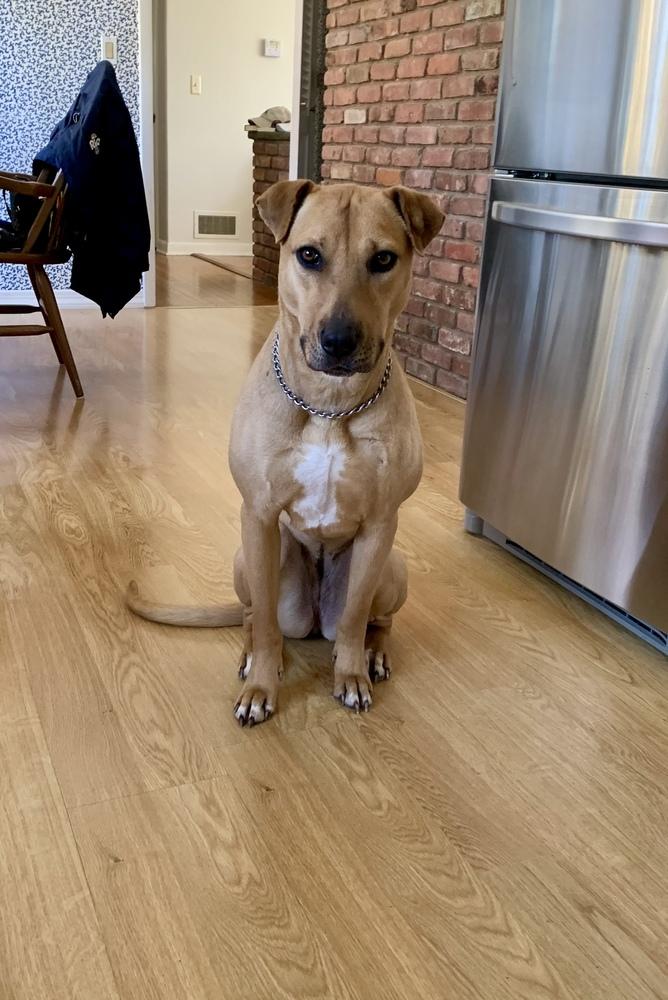 Enlarge Grace, a Adoptable mixed breed in Greenlawn, NY image 3/6