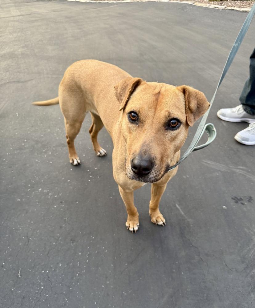 Enlarge Grace, a Adoptable mixed breed in Greenlawn, NY image 4/6