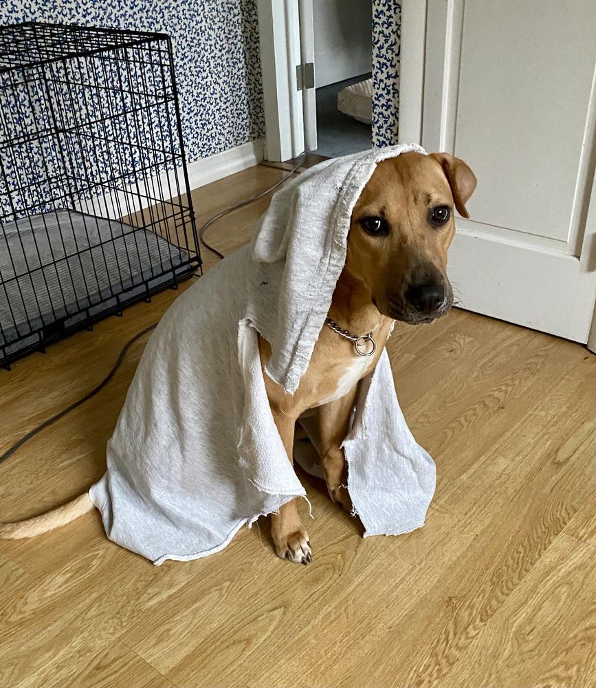 Enlarge Grace, a Adoptable mixed breed in Greenlawn, NY image 5/6