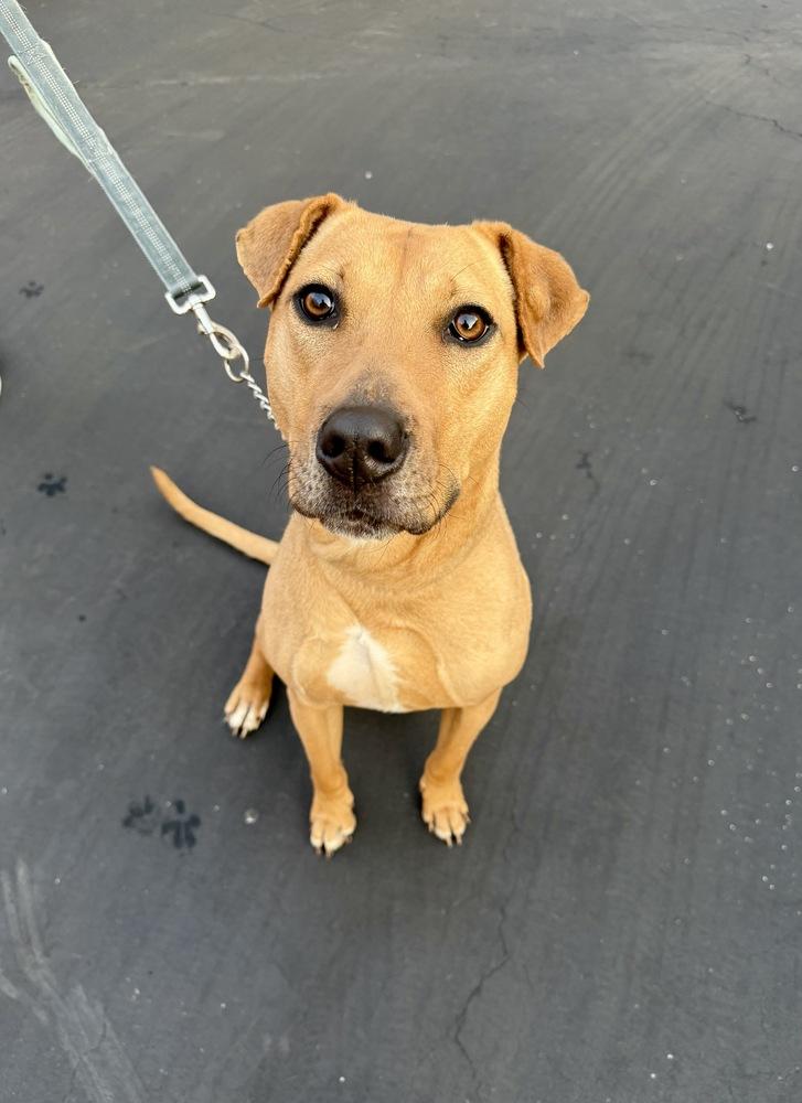 Enlarge Grace, a Adoptable mixed breed in Greenlawn, NY image 6/6