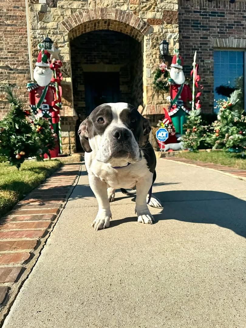 Enlarge Lola, an adopted mixed breed in Cleveland, OH image 3/5