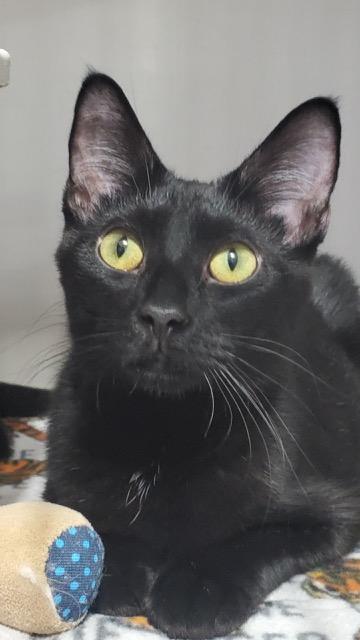 Pedro, ADOPTABLE, Young Male Domestic Short Hair.