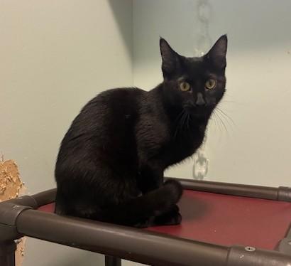 Pedro, a ADOPTABLE Domestic Short Hair in Hutchinson, MN image 4/6