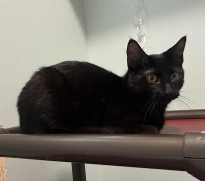 Pedro, a ADOPTABLE Domestic Short Hair in Hutchinson, MN image 5/6
