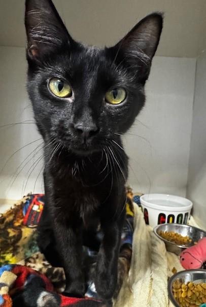 Pedro, a ADOPTABLE Domestic Short Hair in Hutchinson, MN image 3/6