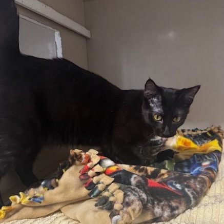 Pedro, a ADOPTABLE Domestic Short Hair in Hutchinson, MN image 6/6