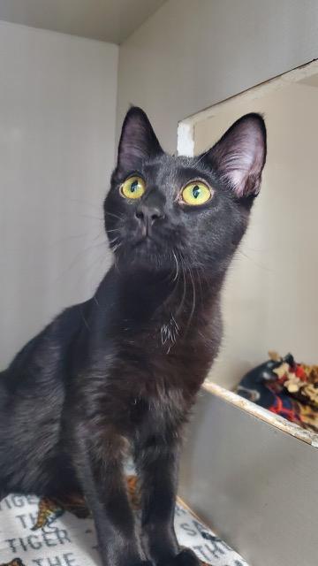 Pedro, a ADOPTABLE Domestic Short Hair in Hutchinson, MN image 2/6