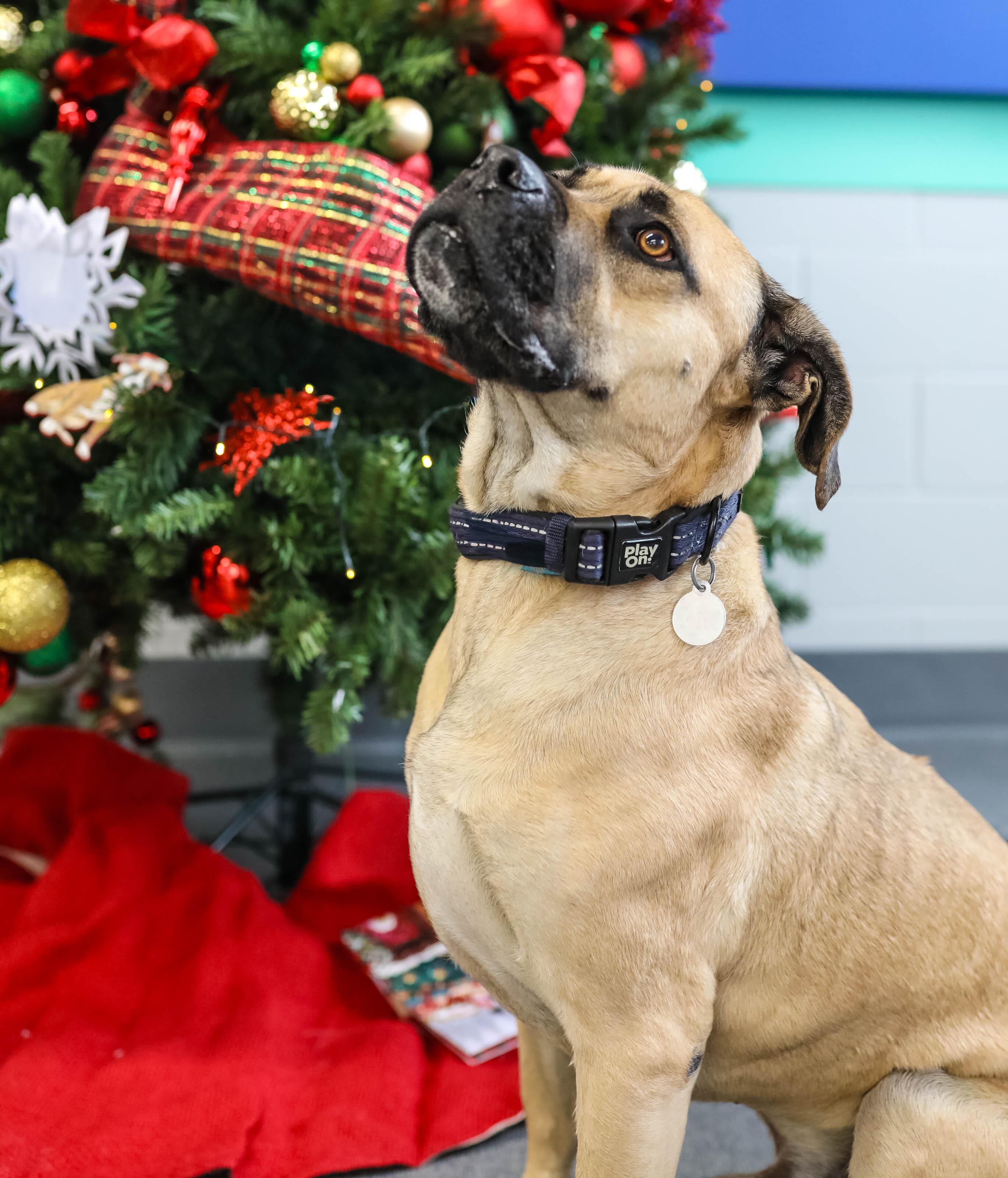 Enlarge Zoel, an adopted mixed breed in Pontiac, MI image 3/3