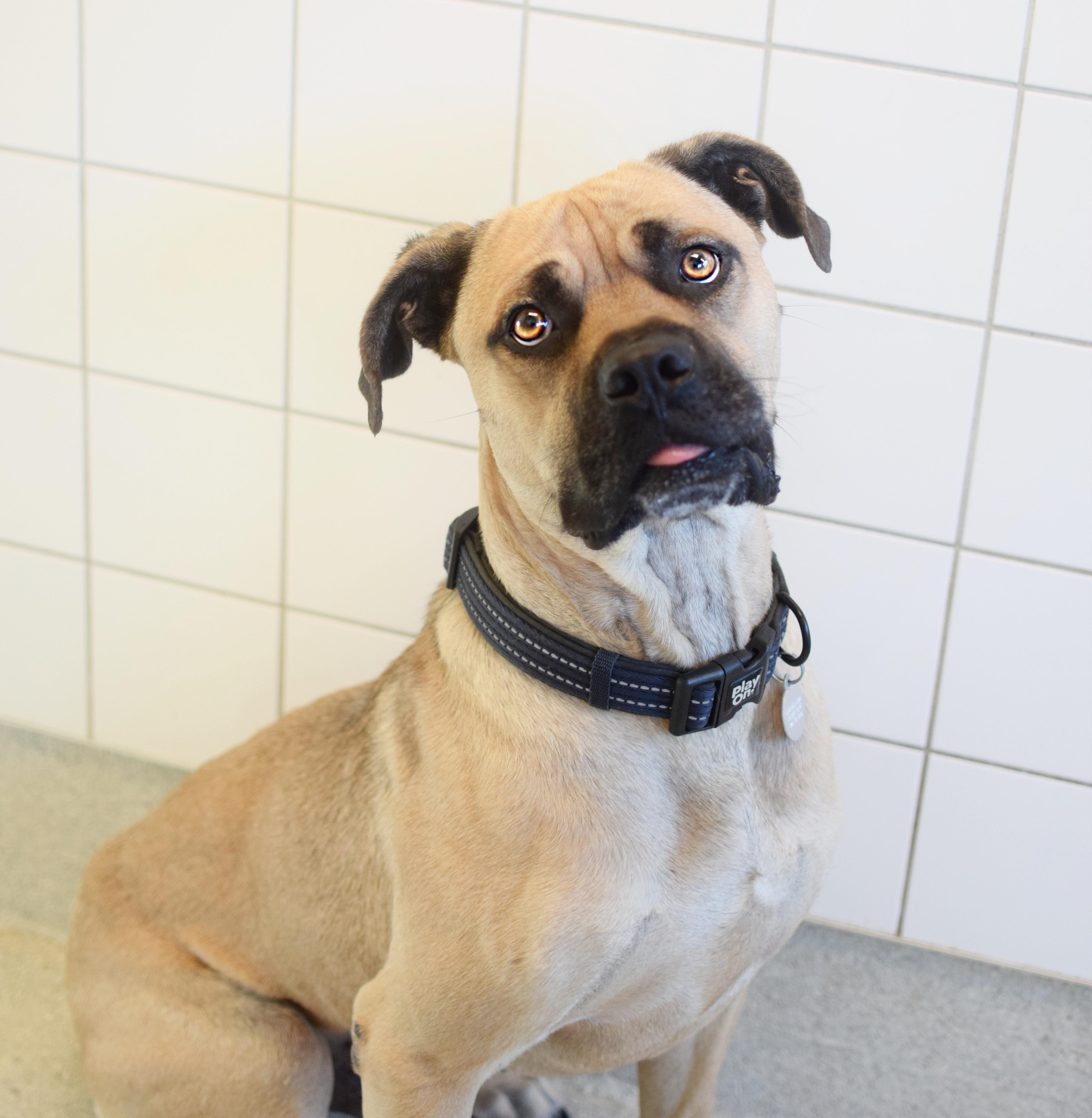 Enlarge Zoel, an adopted mixed breed in Pontiac, MI image 1/3