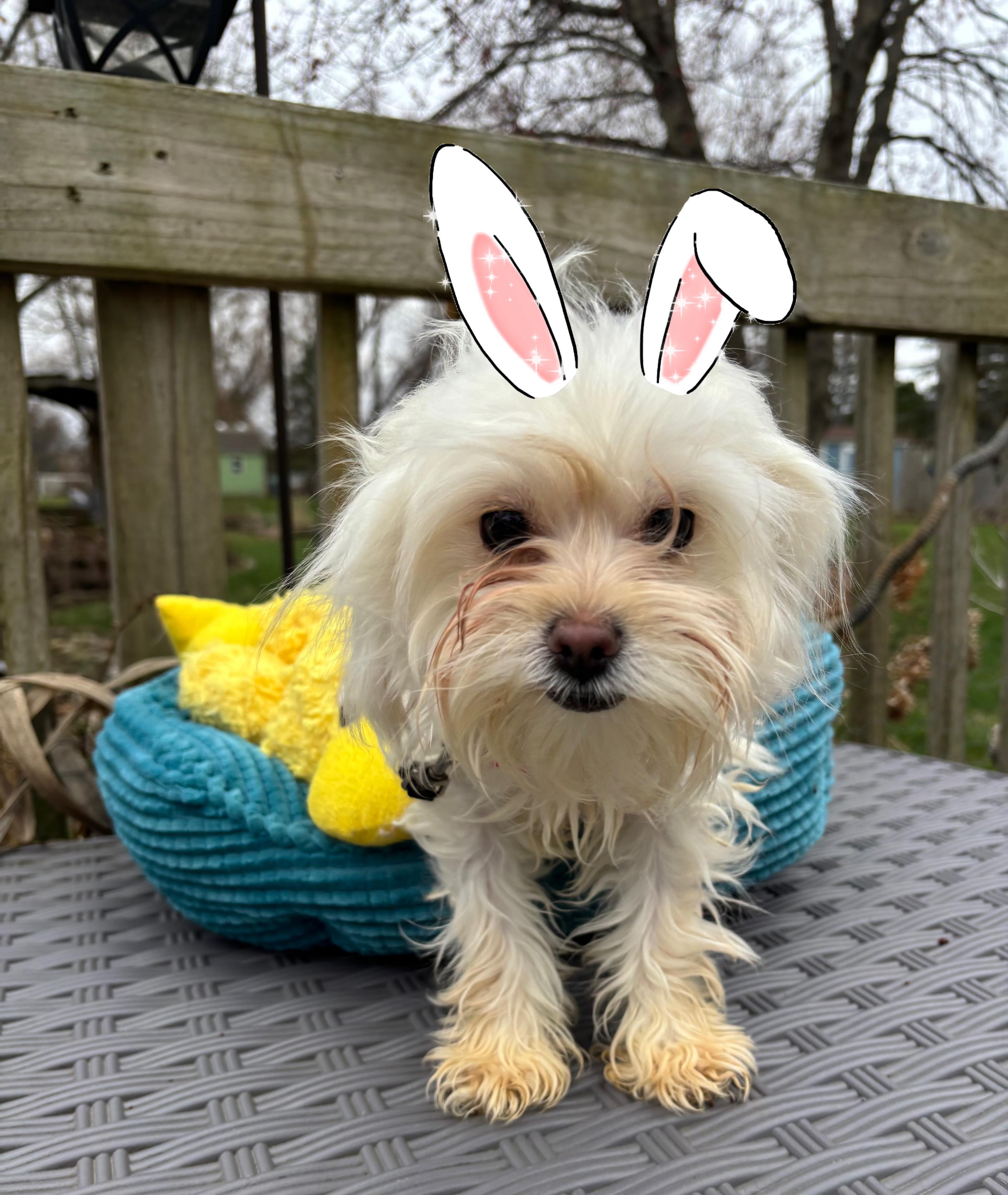 Faith , adopted, Young Female Maltese & Poodle.