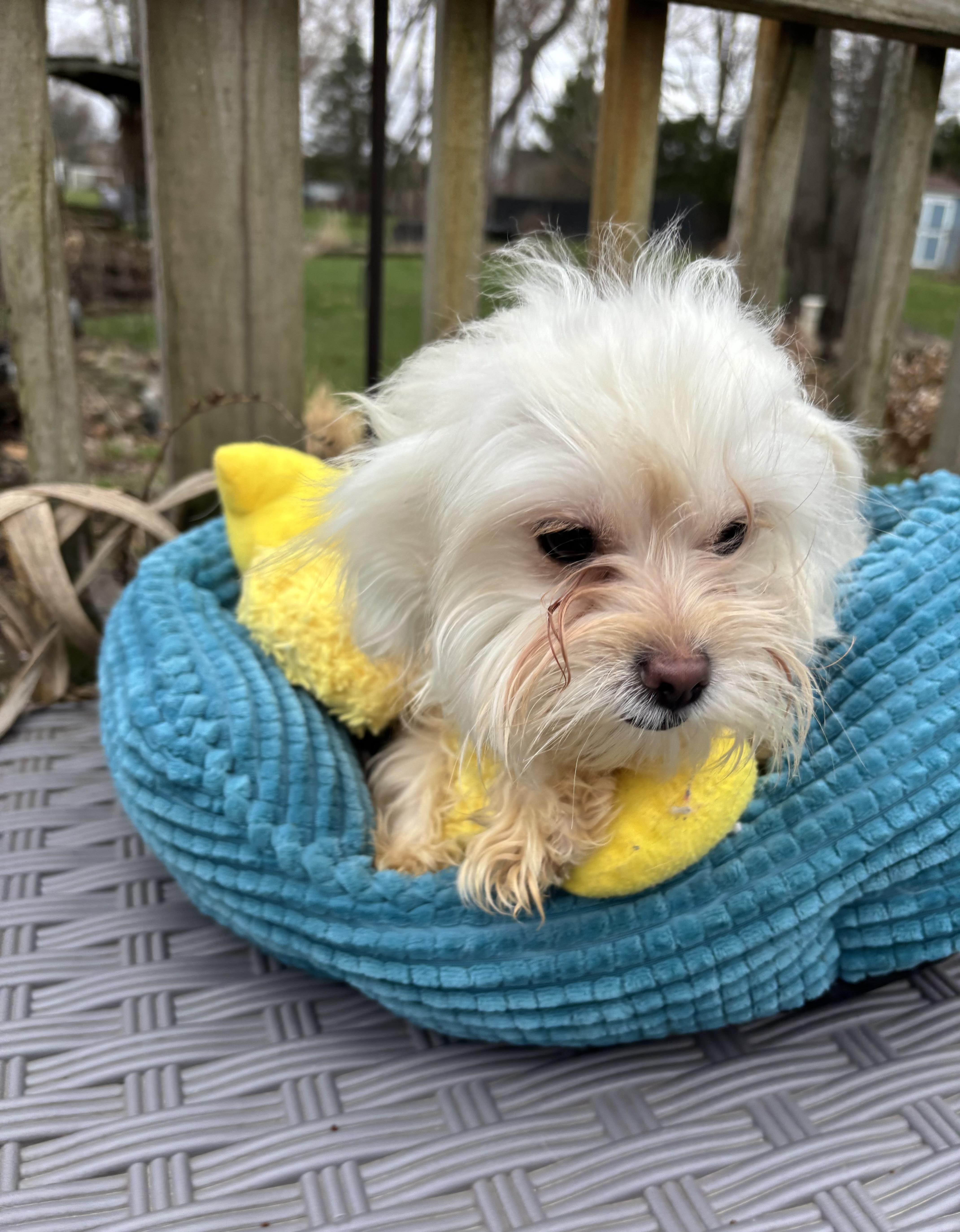 Enlarge Faith , an adopted mixed breed in White Lake, MI image 5/5