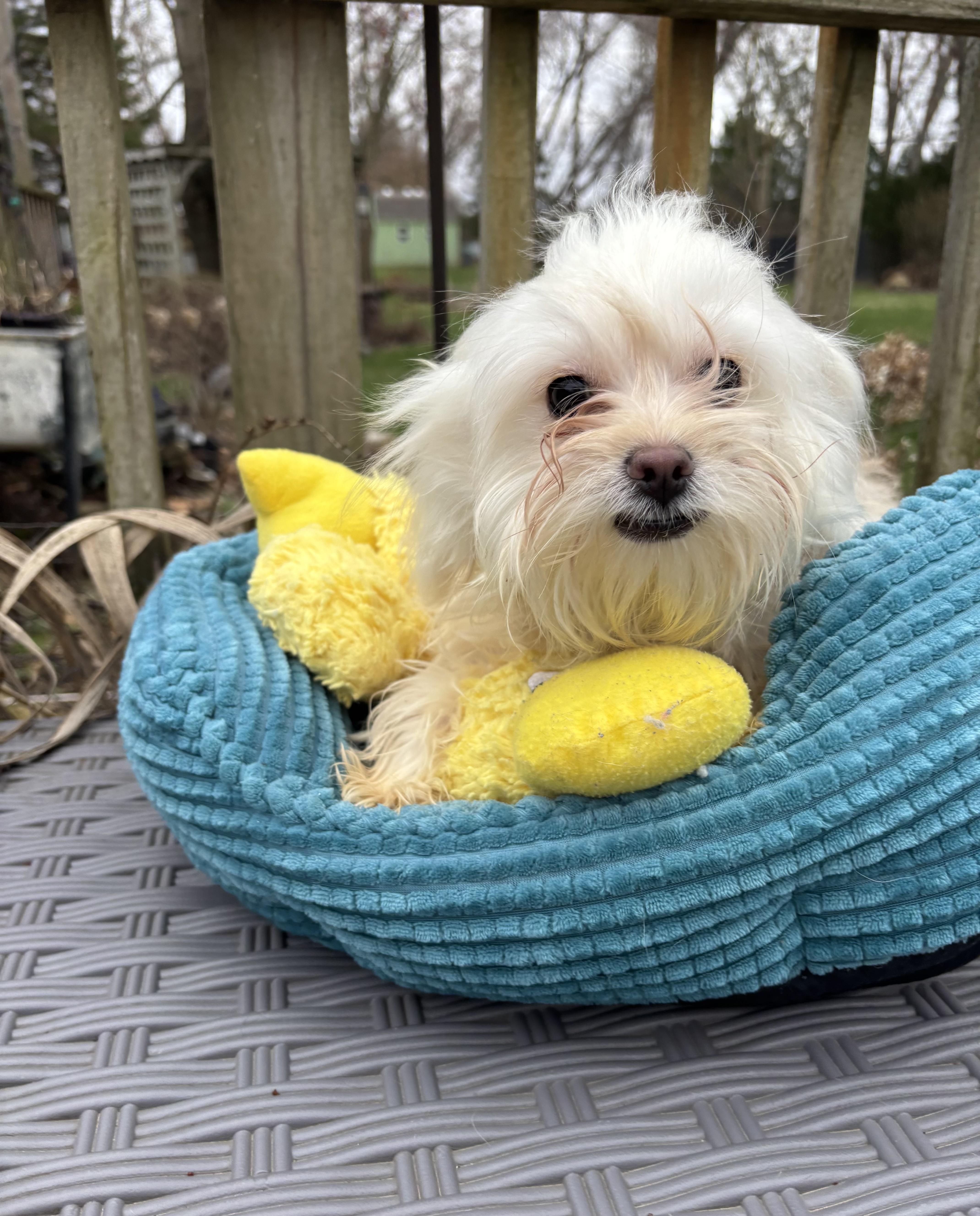 Enlarge Faith , an adopted mixed breed in White Lake, MI image 4/5