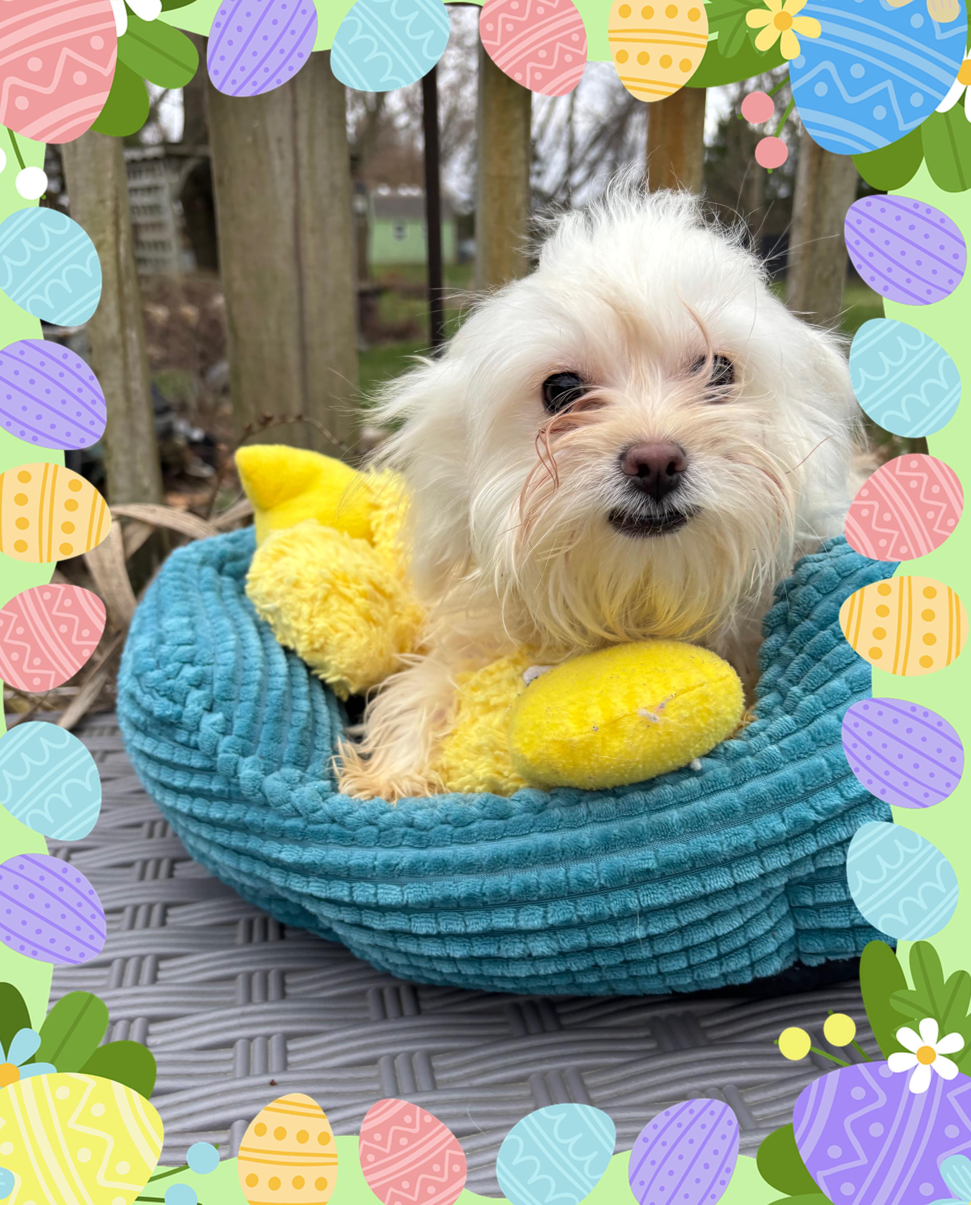 Enlarge Faith , an adopted mixed breed in White Lake, MI image 2/5