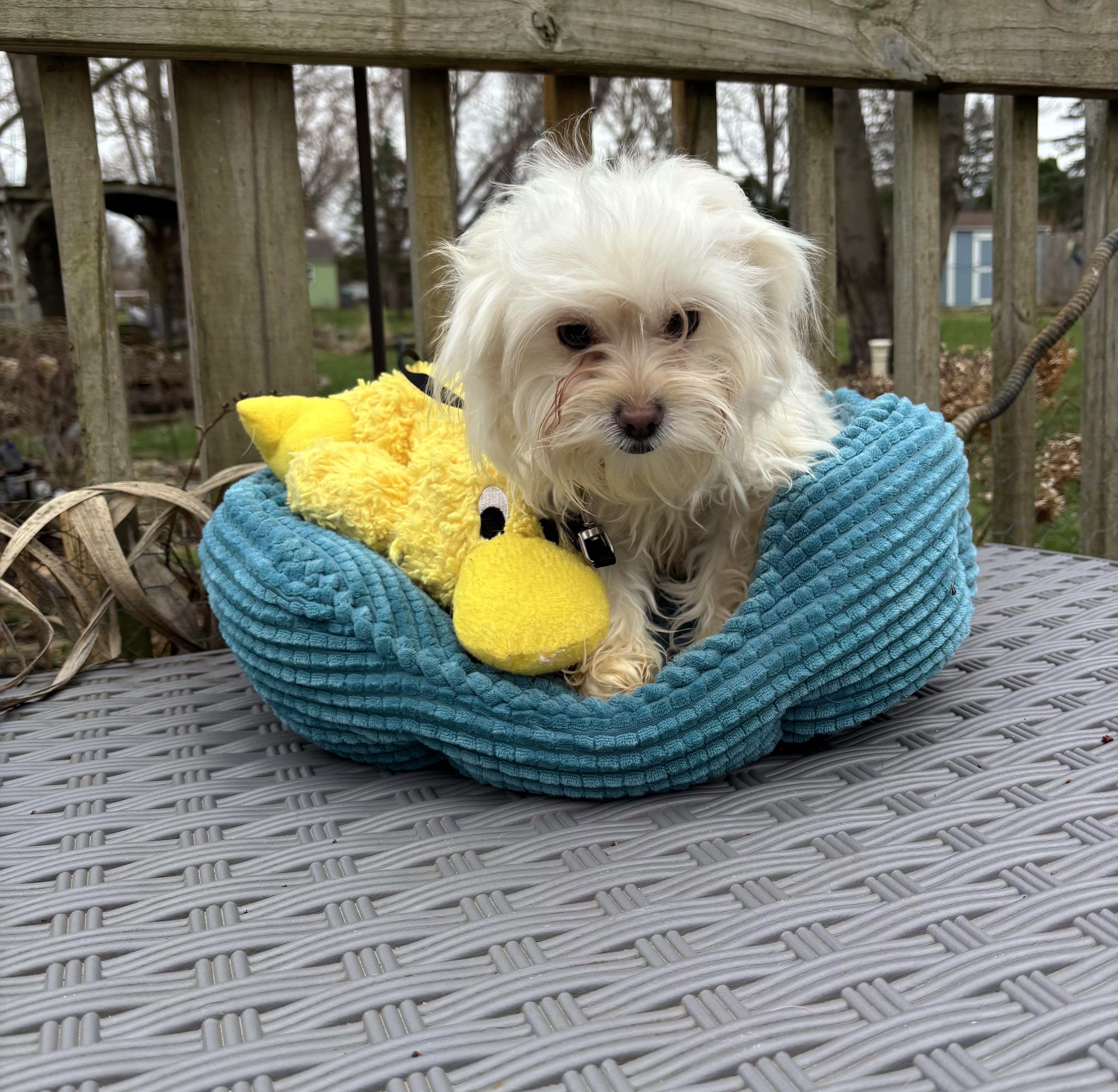 Enlarge Faith , an adopted mixed breed in White Lake, MI image 3/5