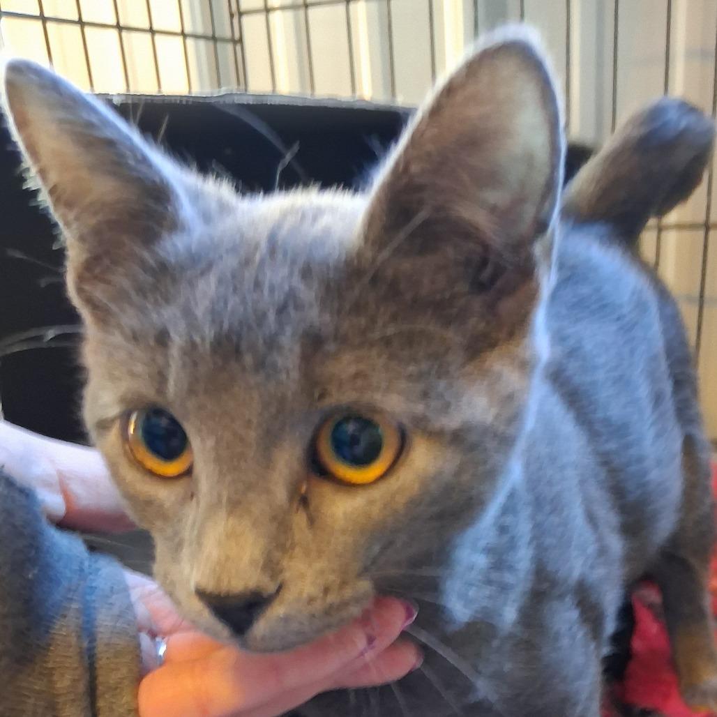 Ikki, Adoptable, Kitten Female Domestic Short Hair.