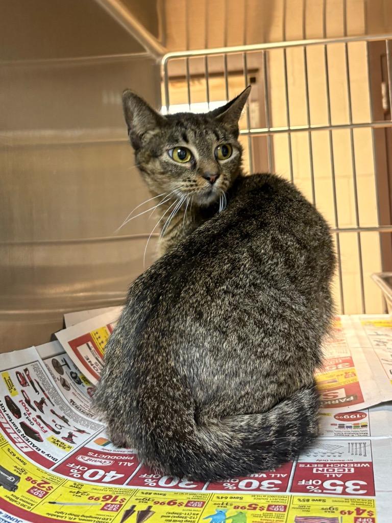 Susan, Adoptable, Young Female Tabby.