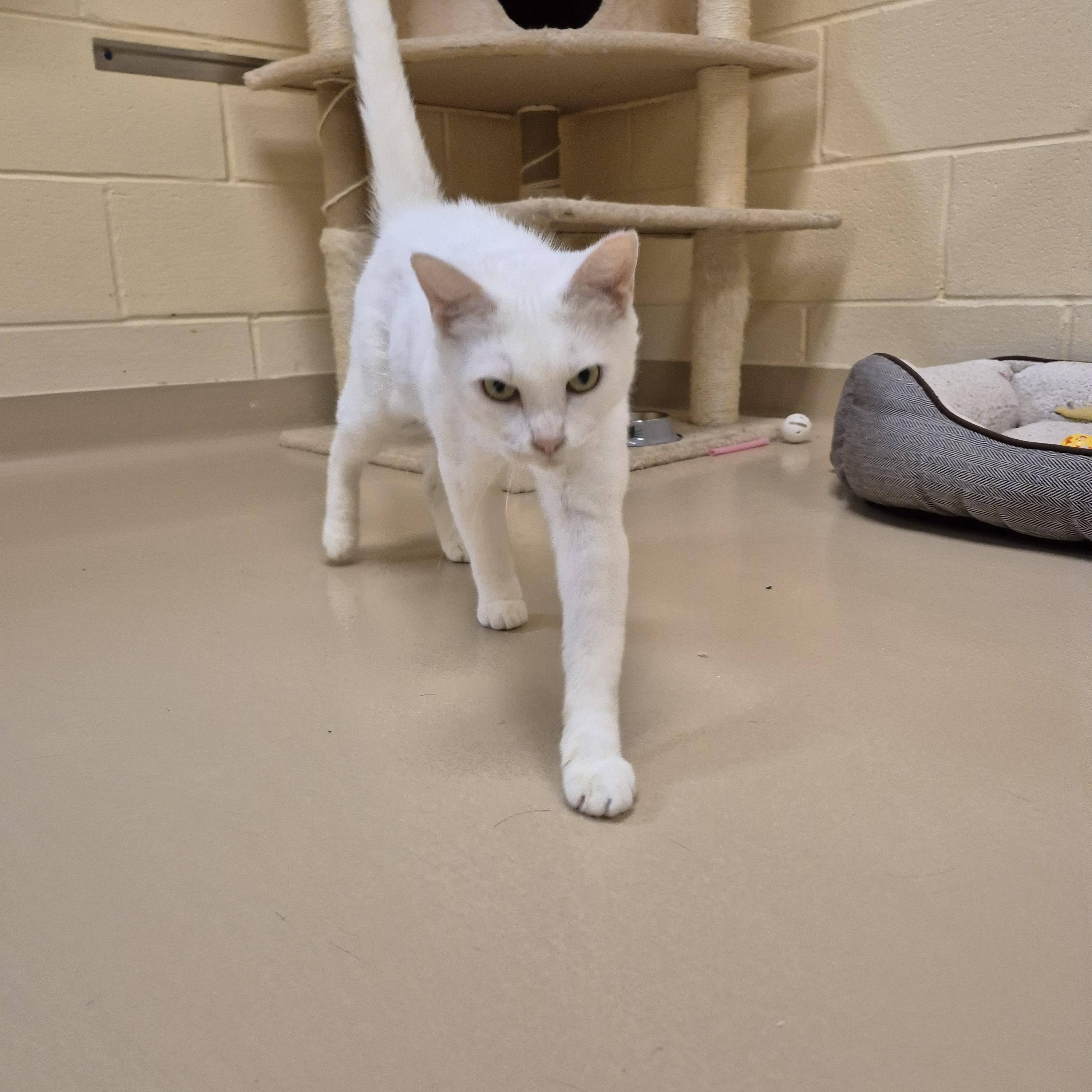 Enlarge Moraine, a ADOPTABLE Domestic Short Hair in Schertz, TX image 3/4