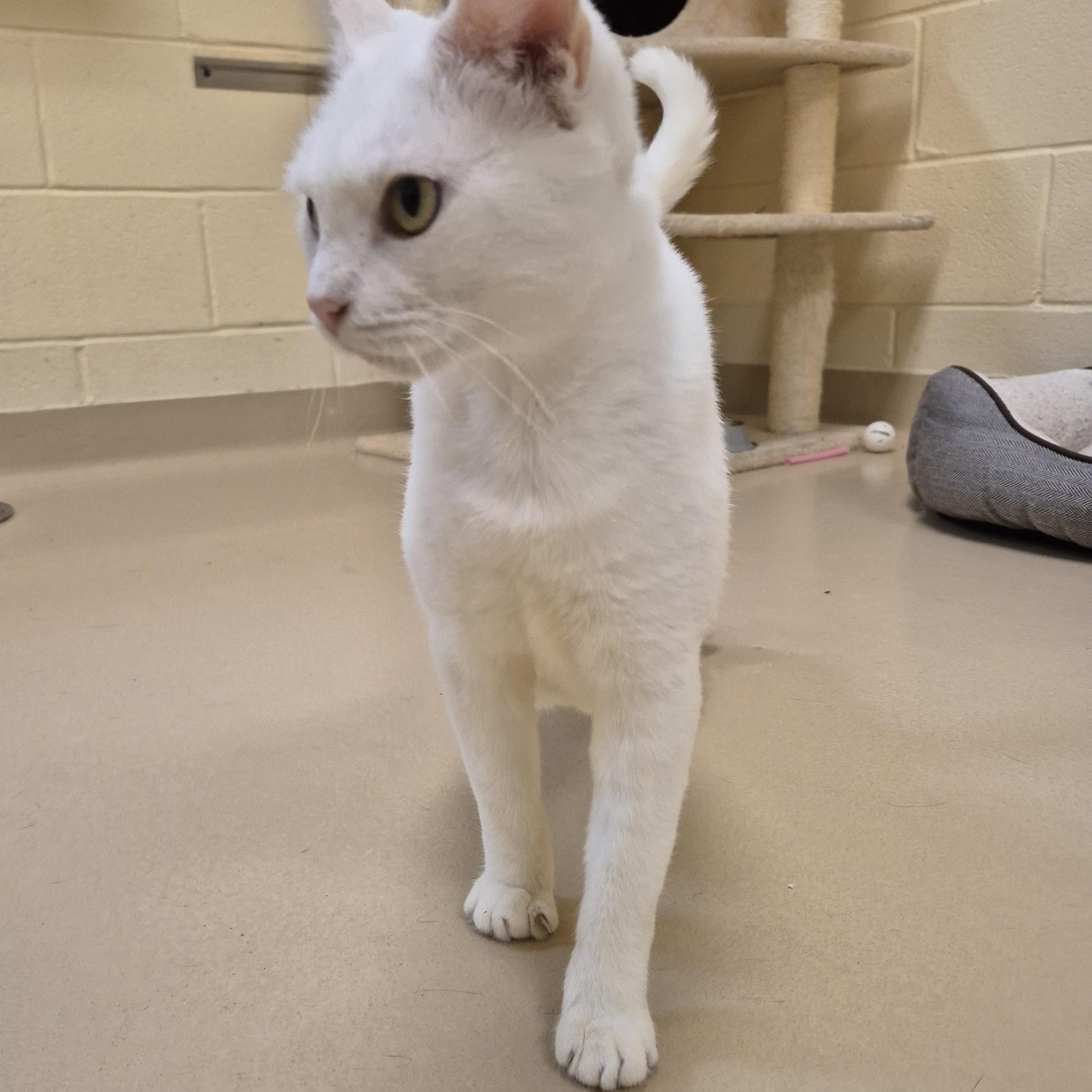Moraine, ADOPTABLE, Adult Female Domestic Short Hair.