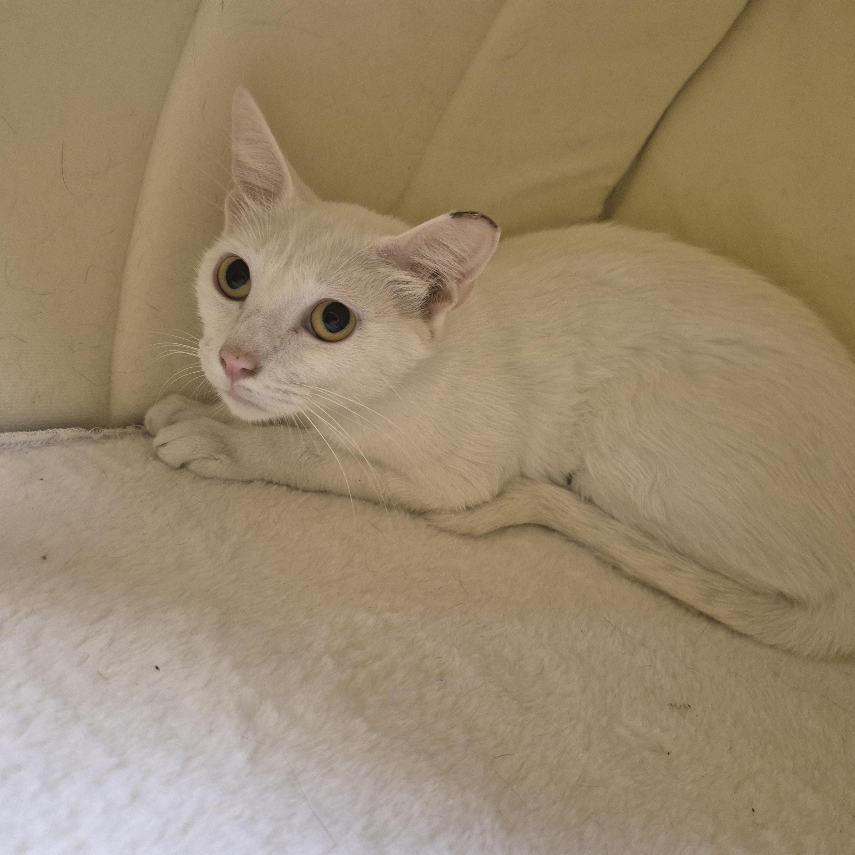 Moraine, a ADOPTABLE Domestic Short Hair in Schertz, TX image 1/2