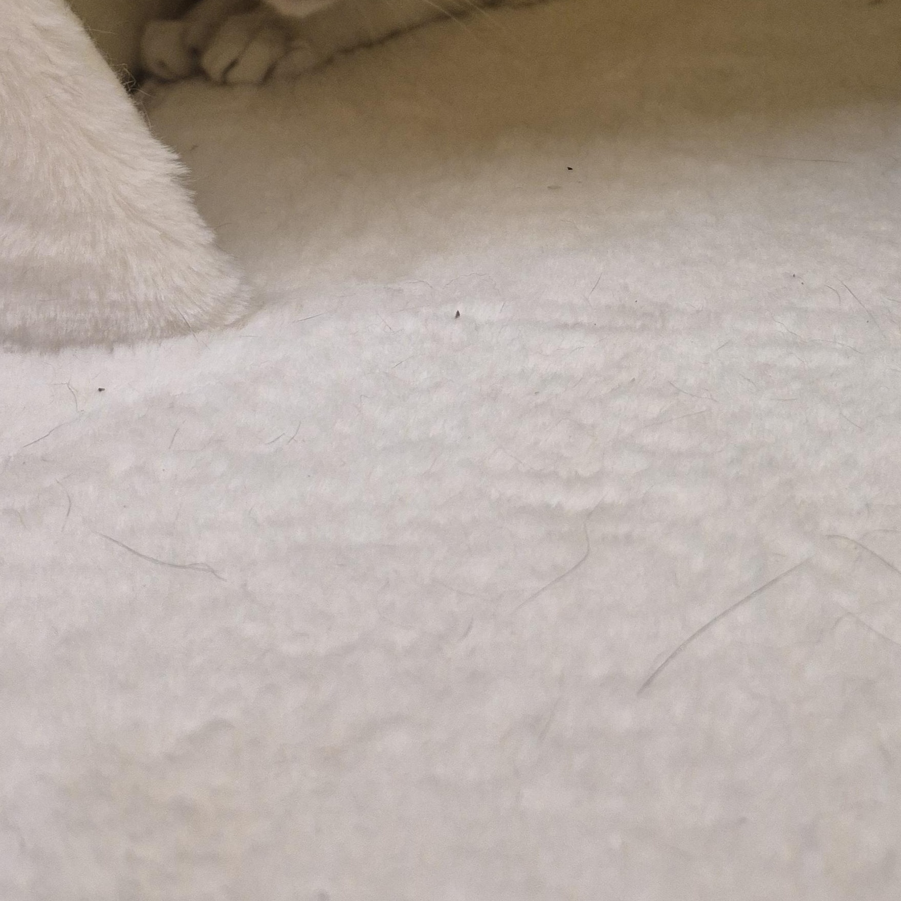 Moraine, a ADOPTABLE Domestic Short Hair in Schertz, TX image 2/2