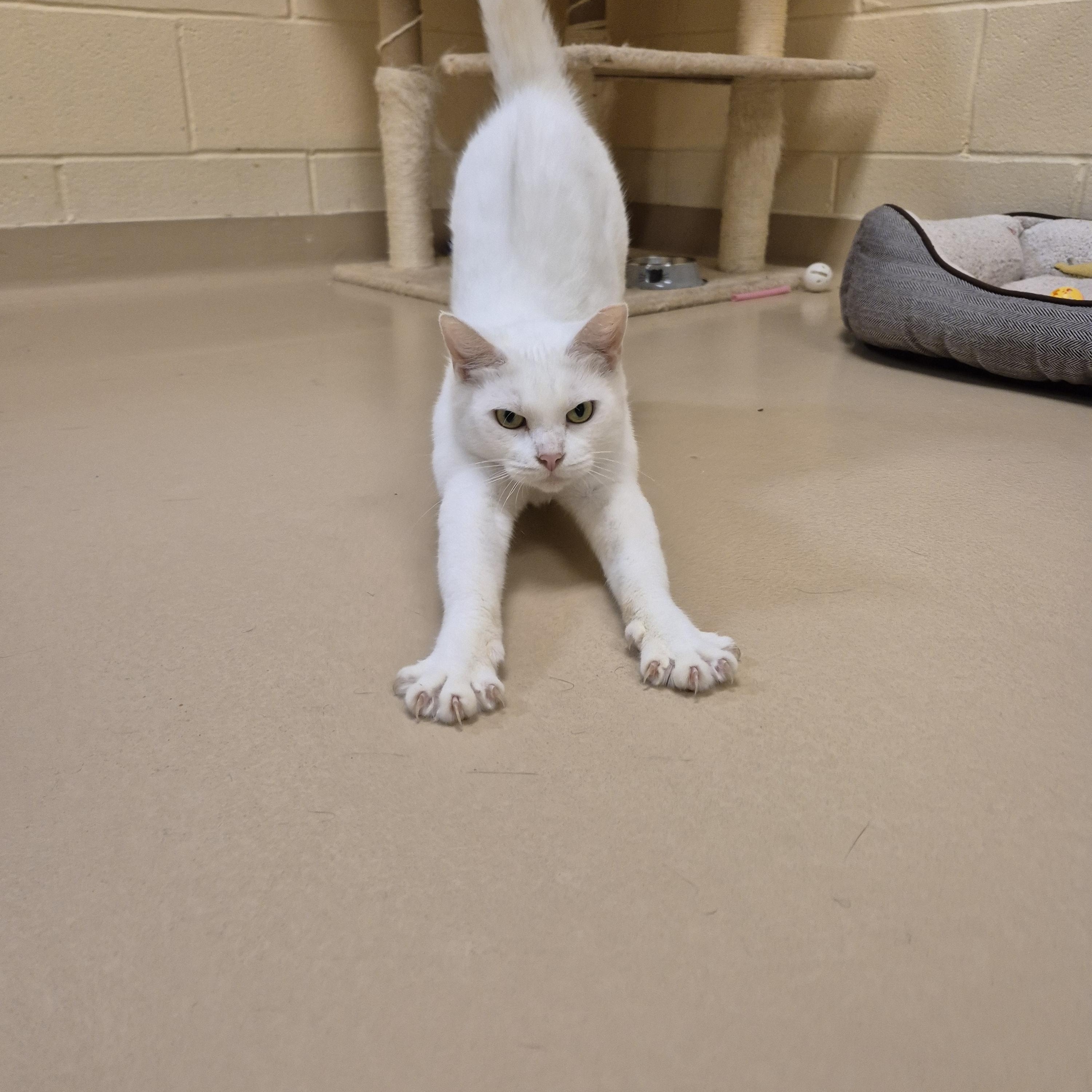 Enlarge Moraine, a ADOPTABLE Domestic Short Hair in Schertz, TX image 4/4