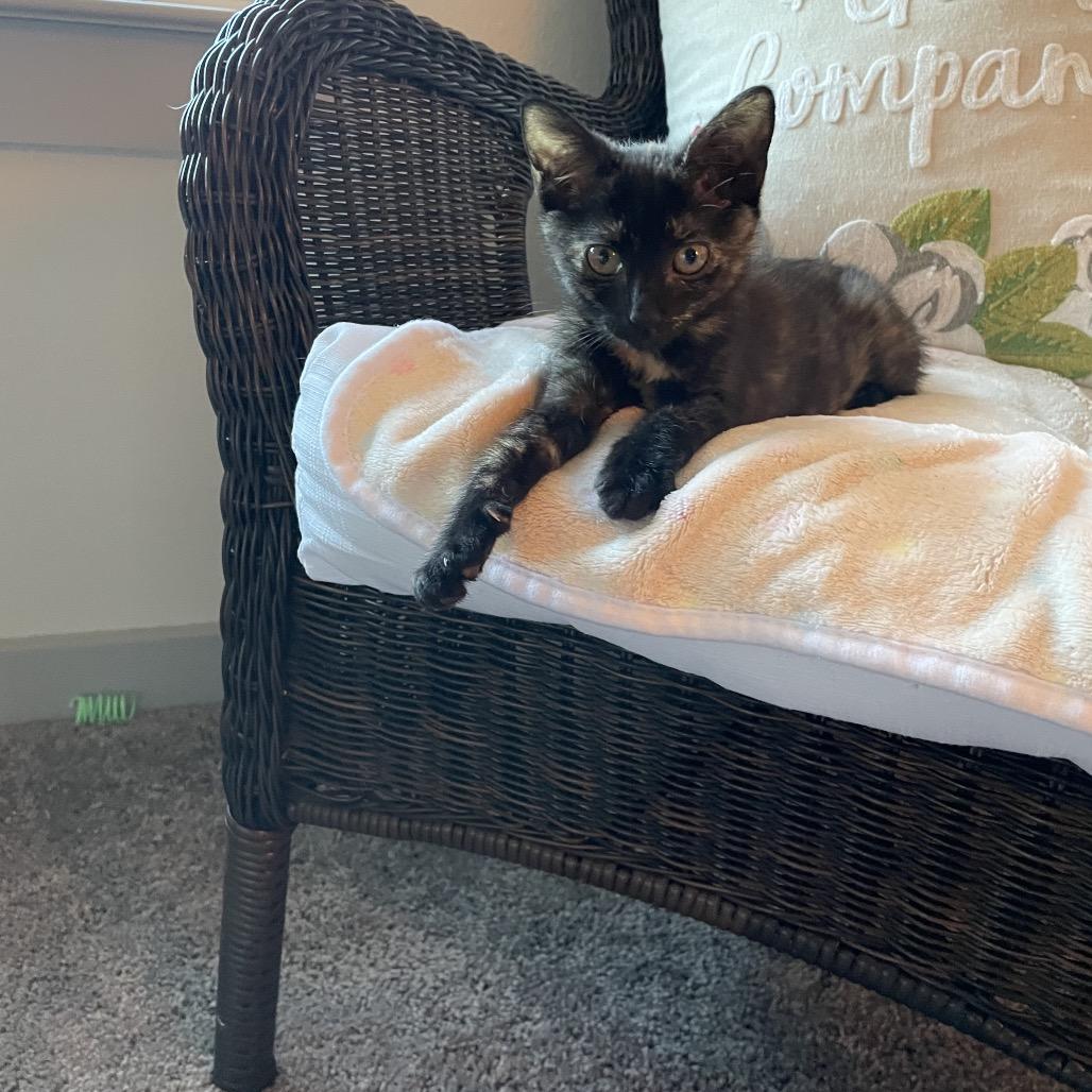 Allie Stanford-DH, Adoptable, Kitten Female Domestic Short Hair.