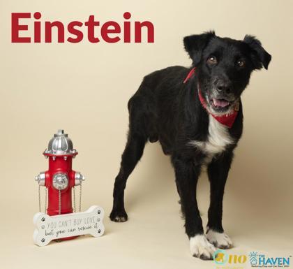 Einstein, Adoptable, Senior Male Border Collie & Labrador Retriever.