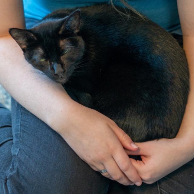 Stella Houston, a Adoptable Domestic Short Hair in Denver, CO image 1/6