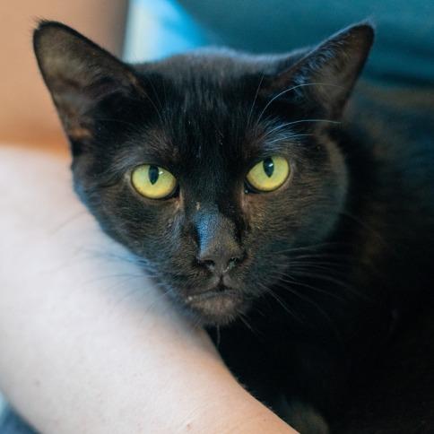 Stella Houston, a Adoptable Domestic Short Hair in Denver, CO image 2/6