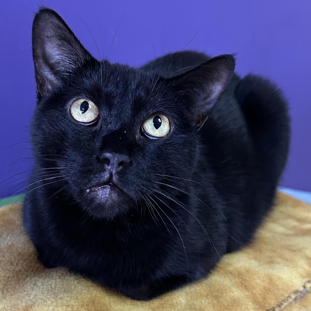 Stella Houston, a Adoptable Domestic Short Hair in Denver, CO image 3/6