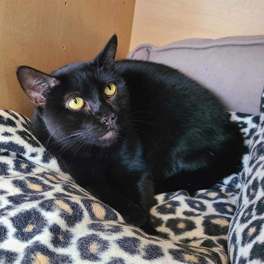 Stella Houston, a Adoptable Domestic Short Hair in Denver, CO image 2/6