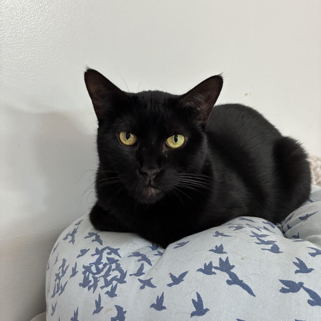 Stella Houston, a Adoptable Domestic Short Hair in Denver, CO image 3/6