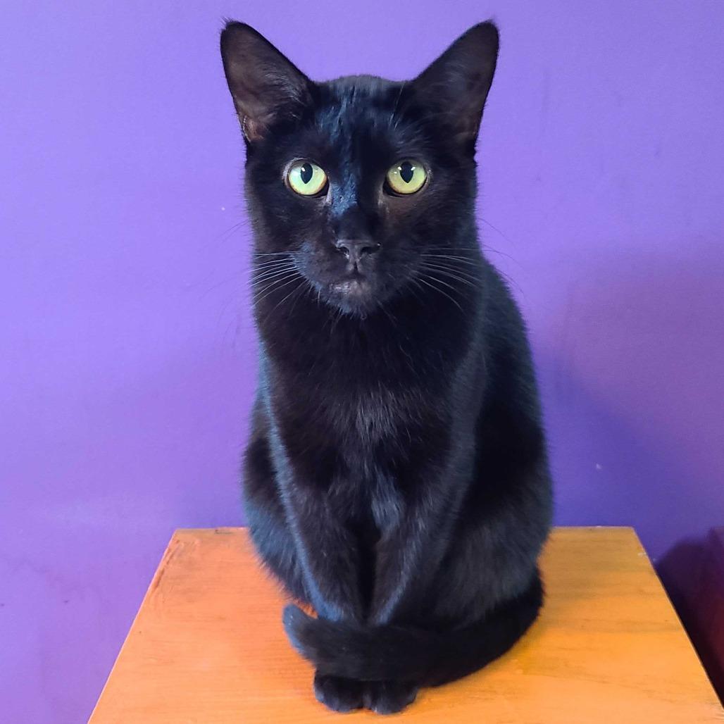 Stella Houston, a Adoptable Domestic Short Hair in Denver, CO image 4/6