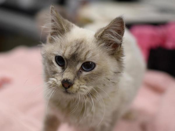 Dairy Queen thumbnail 3