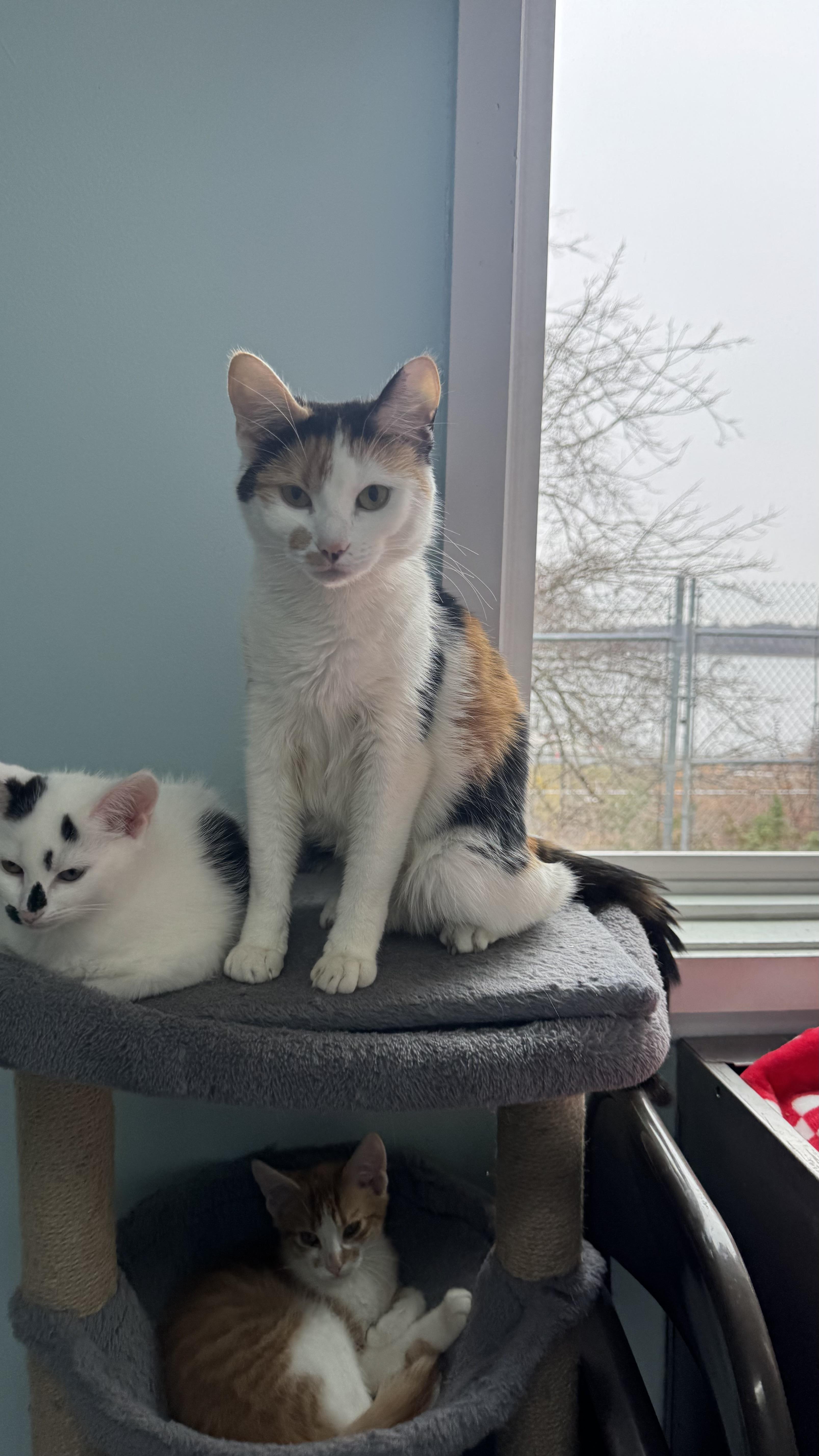 Fawn, Adoptable, Adult Female Domestic Short Hair.