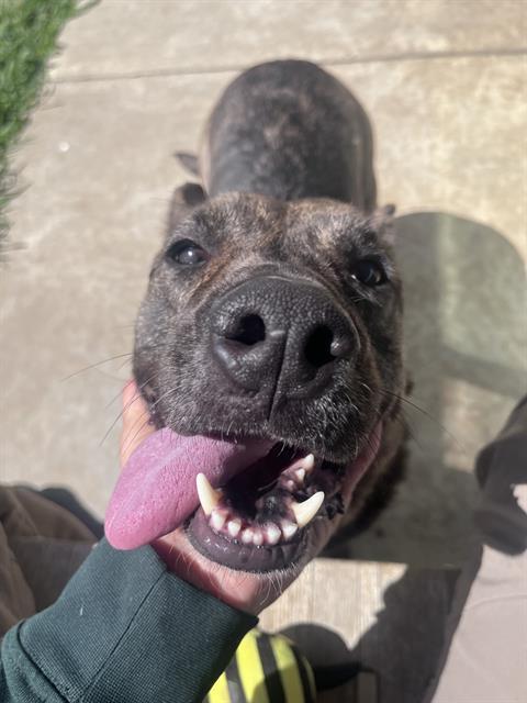 NELLI, Adoptable, Adult Female Dutch Shepherd & Mixed Breed.