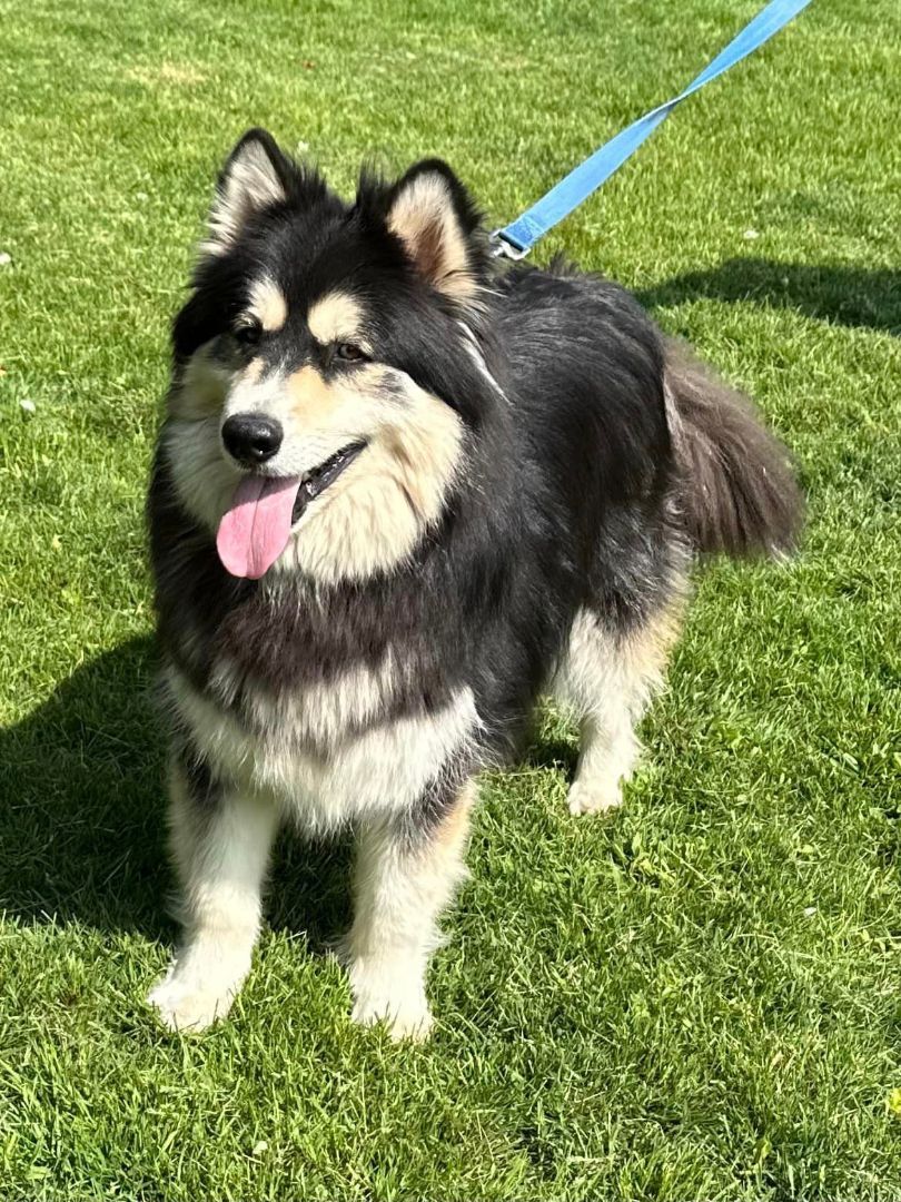 Enlarge Ayuko and Anka, a Adoptable Alaskan Malamute in Old Westbury, NY image 1/12