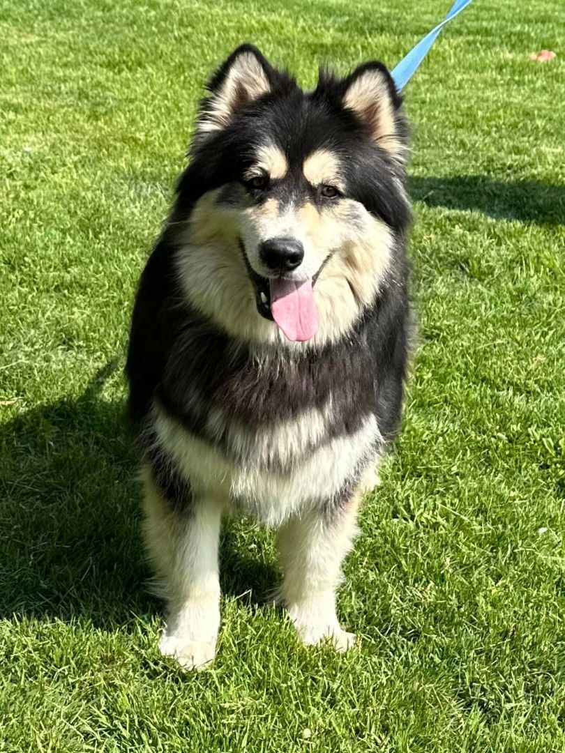 Enlarge Ayuko and Anka, a Adoptable Alaskan Malamute in Old Westbury, NY image 2/12