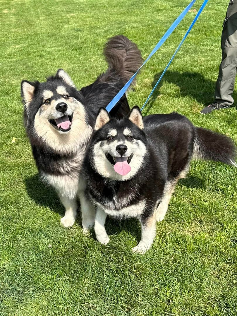 Enlarge Ayuko and Anka, a Adoptable Alaskan Malamute in Old Westbury, NY image 3/12