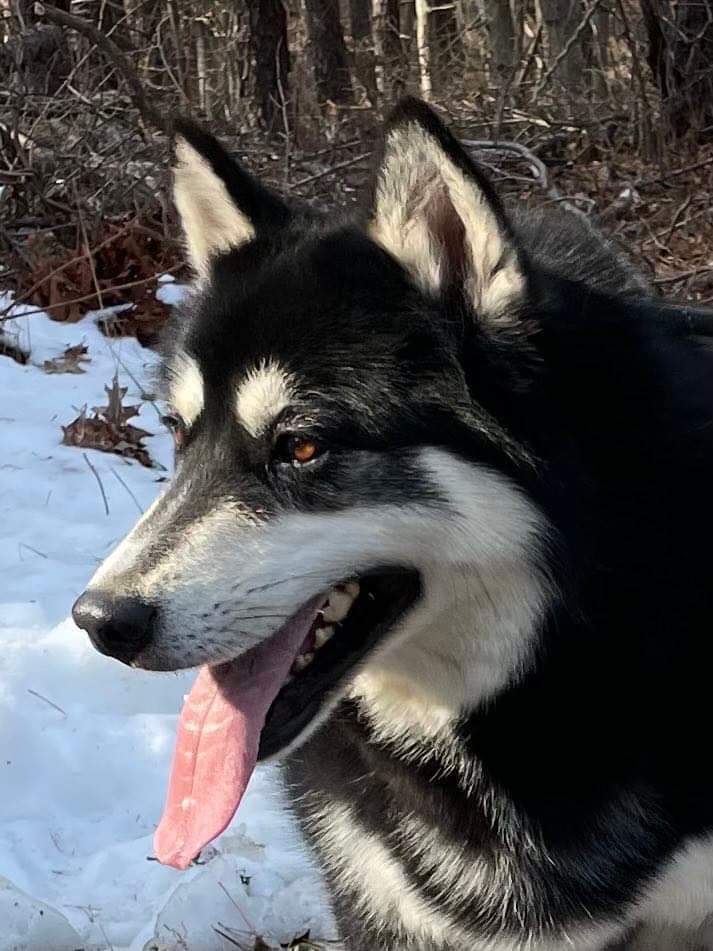 Enlarge Ayuko and Anka, a Adoptable Alaskan Malamute in Old Westbury, NY image 4/12