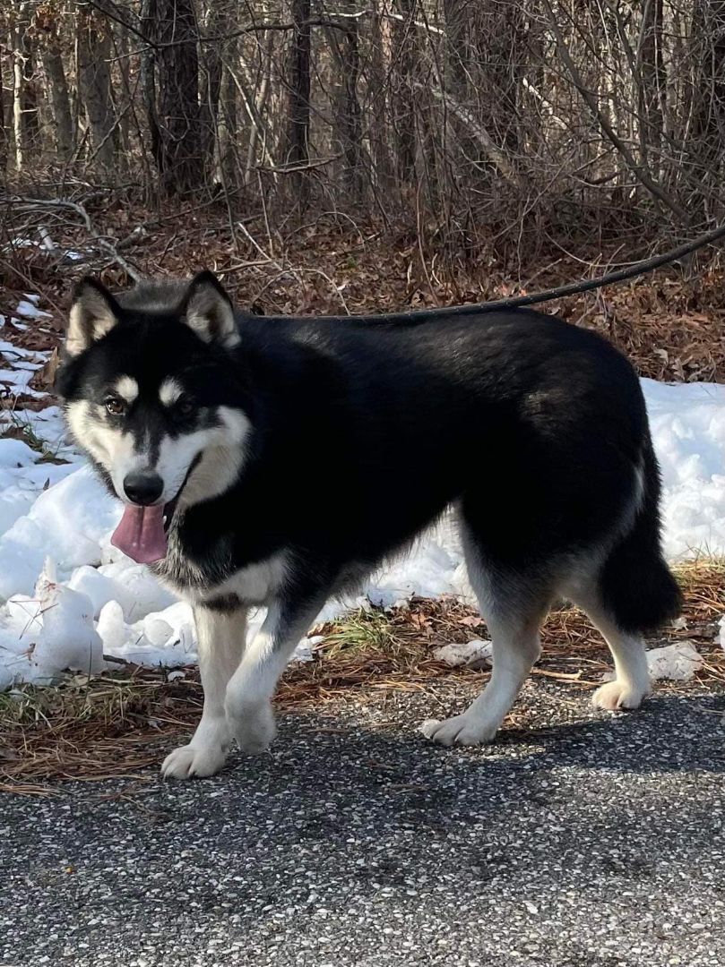 Enlarge Ayuko and Anka, a Adoptable Alaskan Malamute in Old Westbury, NY image 5/12