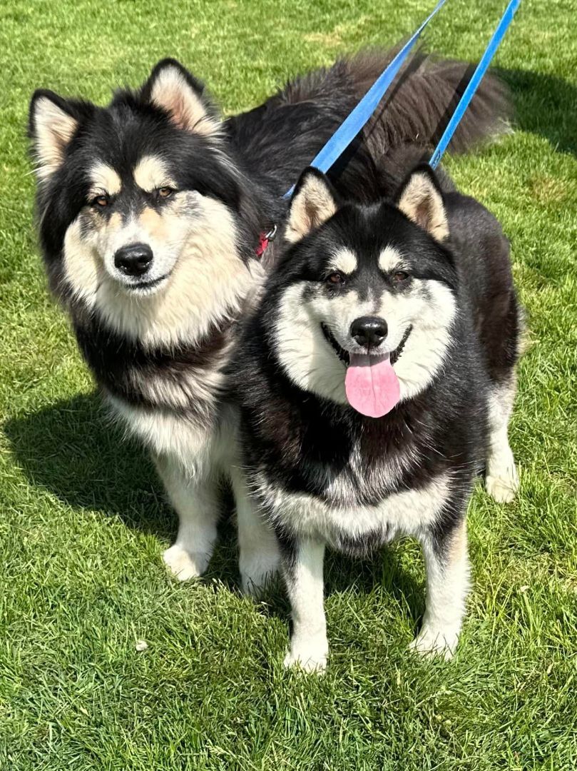 Enlarge Ayuko and Anka, a Adoptable Alaskan Malamute in Old Westbury, NY image 6/12