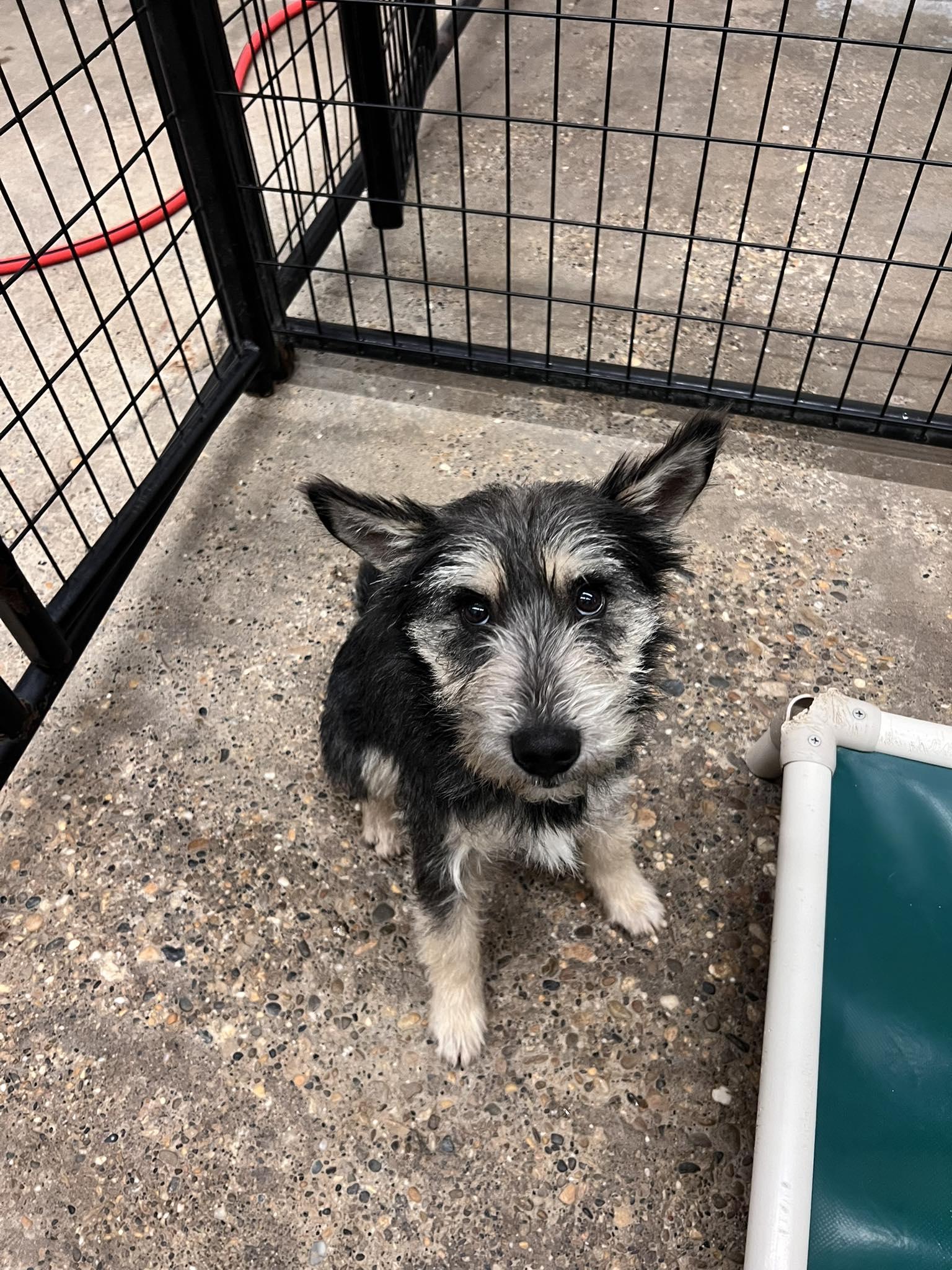 Rusty, adopted, Adult Male Schnauzer.