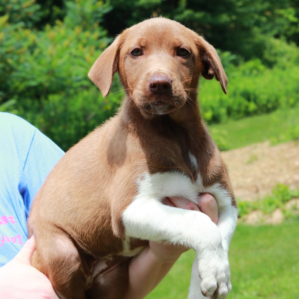 Enlarge CT Fendi, a Adoptable mixed breed in Eastford, CT image 1/2
