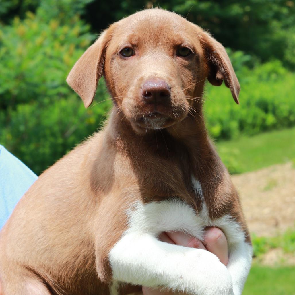 Enlarge CT Fendi, a Adoptable mixed breed in Eastford, CT image 2/2