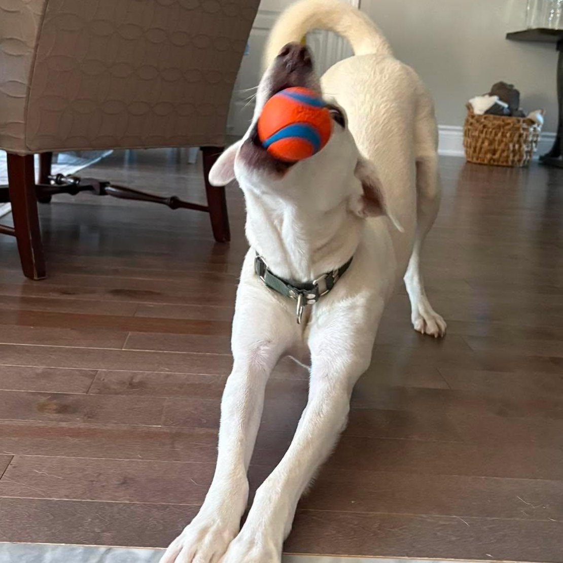 Billy, Adoptable, Young Male Mixed Breed & Labrador Retriever.