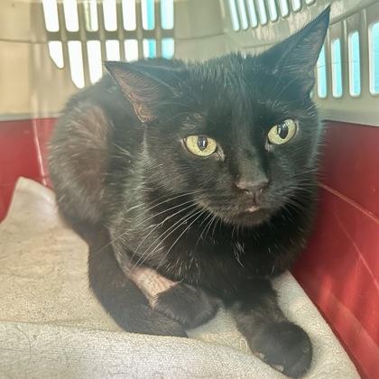 Shenzi, Adoptable, Adult Female Domestic Short Hair & Domestic Short Hair.